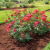 Goodview Mulching by 2Amigos Landscapes LLC
